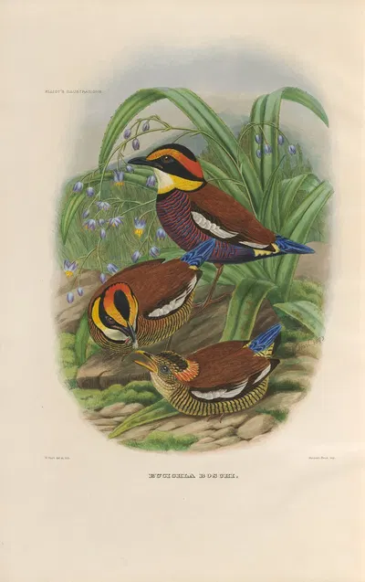 A monograph of the Pittidæ, or family of ant-thrushes Pl.48 by Daniel Giraud Elliot, 1893-1895 — digital art print download