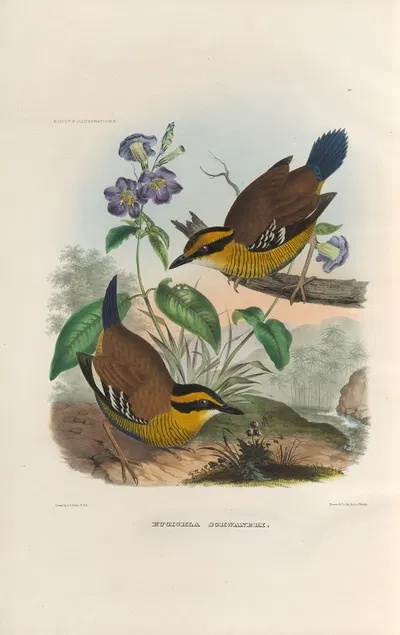 A monograph of the Pittidæ, or family of ant-thrushes Pl.49 by Daniel Giraud Elliot, 1893-1895 — digital art print download
