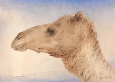 Portrait of the Artist's Dromedary by Илайджа Уолтон, 1862 — digital art print download