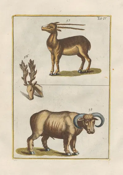 Rerum naturalium historia nempe quadrupedum Pl.04 by Filippo Buonanni, 1773-1782 — digital art print download