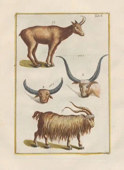 Rerum naturalium historia nempe quadrupedum Pl.05 by Filippo Buonanni, 1773-1782 — digital art print download