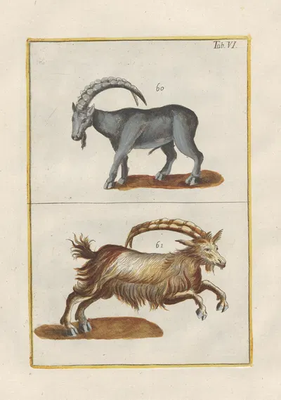 Rerum naturalium historia nempe quadrupedum Pl.06 by Filippo Buonanni, 1773-1782 — digital art print download
