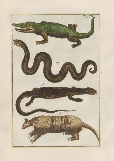 Rerum naturalium historia nempe quadrupedum Pl.07 by Filippo Buonanni, 1773-1782 — digital art print download