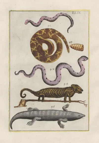 Rerum naturalium historia nempe quadrupedum Pl.09 by Filippo Buonanni, 1773-1782 — digital art print download