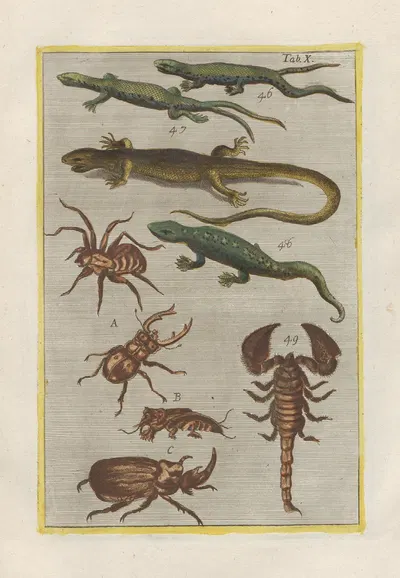Rerum naturalium historia nempe quadrupedum Pl.10 by Filippo Buonanni, 1773-1782 — digital art print download