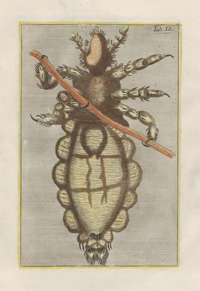 Rerum naturalium historia nempe quadrupedum Pl.11 by Filippo Buonanni, 1773-1782 — digital art print download