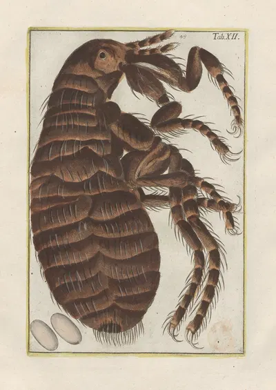 Rerum naturalium historia nempe quadrupedum Pl.12 by Filippo Buonanni, 1773-1782 — digital art print download