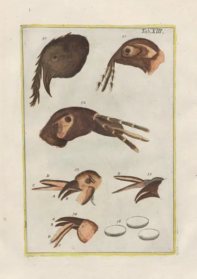 Rerum naturalium historia nempe quadrupedum Pl.13 by Filippo Buonanni, 1773-1782 — digital art print download