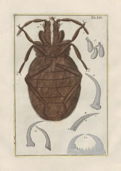 Rerum naturalium historia nempe quadrupedum Pl.14 by Filippo Buonanni, 1773-1782 — digital art print download