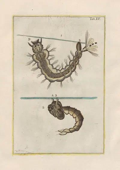 Rerum naturalium historia nempe quadrupedum Pl.15 by Filippo Buonanni, 1773-1782 — digital art print download