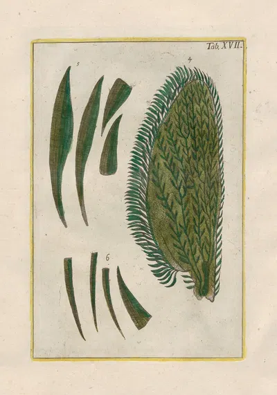 Rerum naturalium historia nempe quadrupedum Pl.17 by Filippo Buonanni, 1773-1782 — digital art print download
