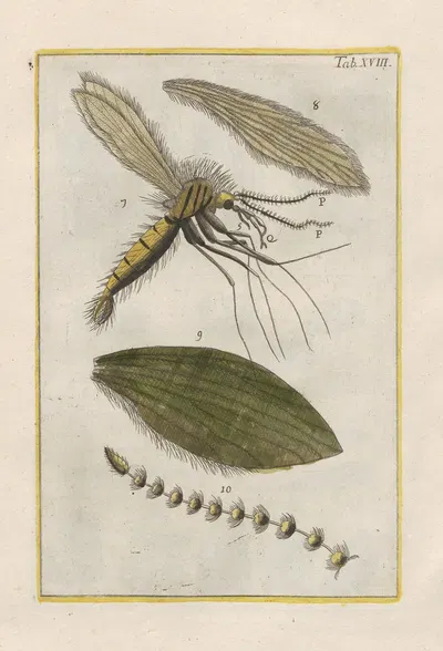 Rerum naturalium historia nempe quadrupedum Pl.18 by Filippo Buonanni, 1773-1782 — digital art print download