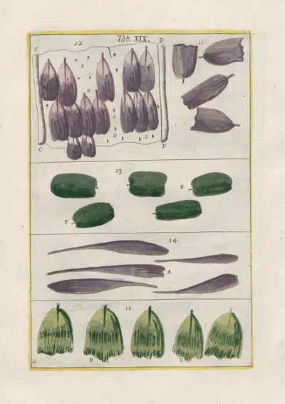 Rerum naturalium historia nempe quadrupedum Pl.19 by Filippo Buonanni, 1773-1782 — digital art print download
