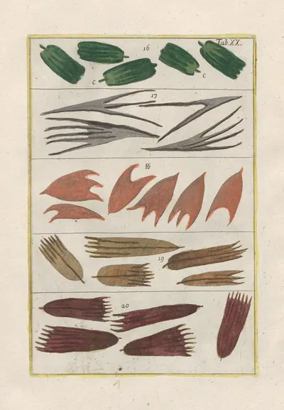 Rerum naturalium historia nempe quadrupedum Pl.20 by Filippo Buonanni, 1773-1782 — digital art print download