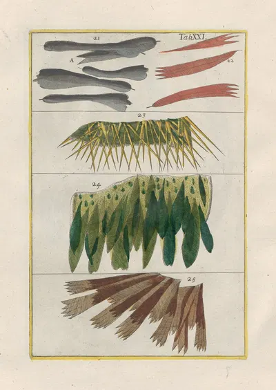 Rerum naturalium historia nempe quadrupedum Pl.21 by Filippo Buonanni, 1773-1782 — digital art print download
