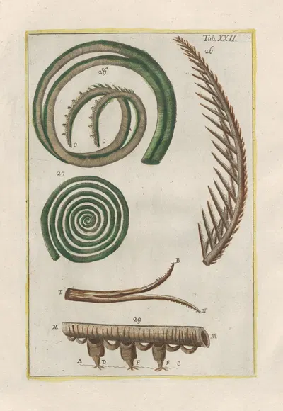 Rerum naturalium historia nempe quadrupedum Pl.22 by Filippo Buonanni, 1773-1782 — digital art print download