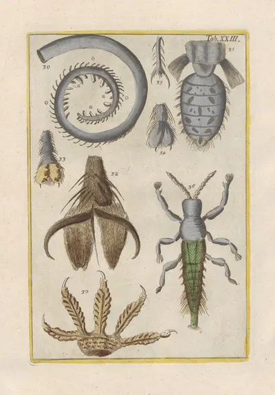 Rerum naturalium historia nempe quadrupedum Pl.23 by Filippo Buonanni, 1773-1782 — digital art print download