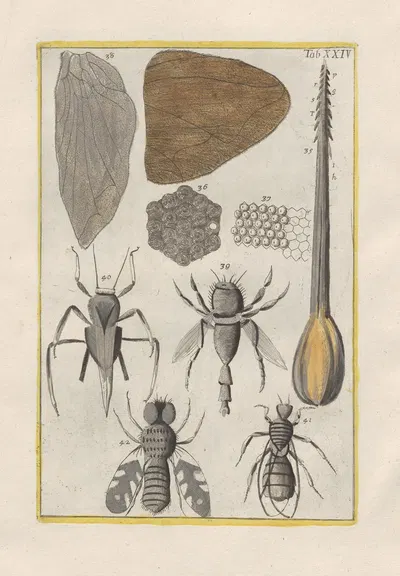 Rerum naturalium historia nempe quadrupedum Pl.24 by Filippo Buonanni, 1773-1782 — digital art print download