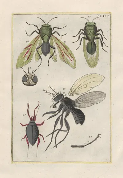 Rerum naturalium historia nempe quadrupedum Pl.25 by Filippo Buonanni, 1773-1782 — digital art print download