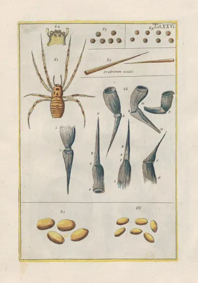 Rerum naturalium historia nempe quadrupedum Pl.26 by Filippo Buonanni, 1773-1782 — digital art print download