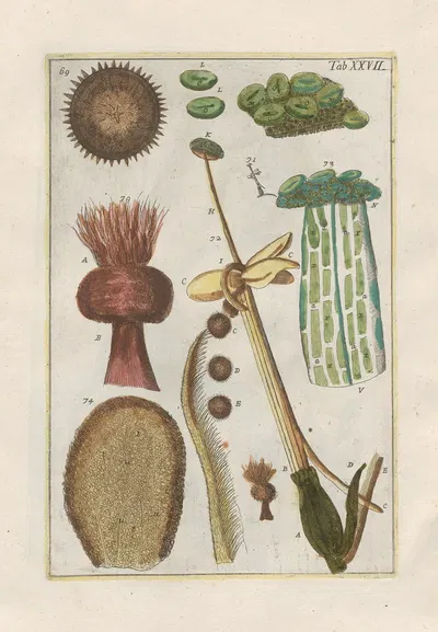 Rerum naturalium historia nempe quadrupedum Pl.27 by Filippo Buonanni, 1773-1782 — digital art print download