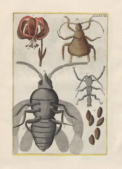 Rerum naturalium historia nempe quadrupedum Pl.28 by Filippo Buonanni, 1773-1782 — digital art print download