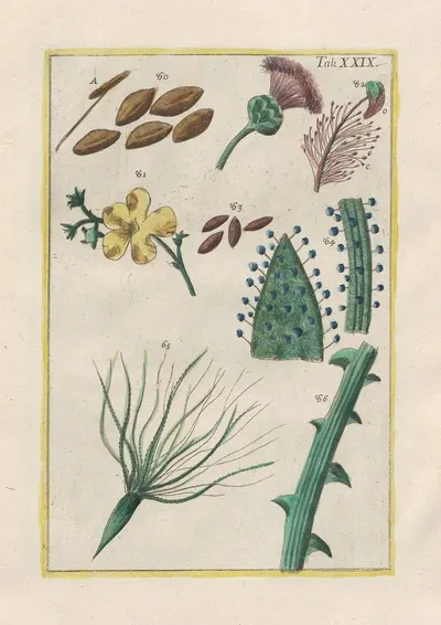 Rerum naturalium historia nempe quadrupedum Pl.29 by Filippo Buonanni, 1773-1782 — digital art print download