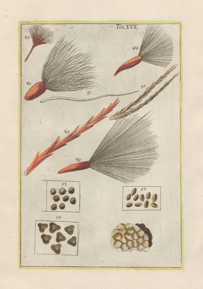 Rerum naturalium historia nempe quadrupedum Pl.30 by Filippo Buonanni, 1773-1782 — digital art print download