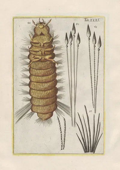Rerum naturalium historia nempe quadrupedum Pl.31 by Filippo Buonanni, 1773-1782 — digital art print download