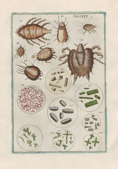 Rerum naturalium historia nempe quadrupedum Pl.32 by Filippo Buonanni, 1773-1782 — digital art print download