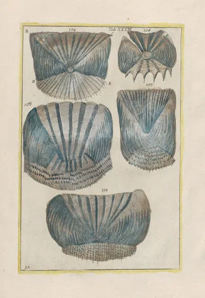 Rerum naturalium historia nempe quadrupedum Pl.33 by Filippo Buonanni, 1773-1782 — digital art print download