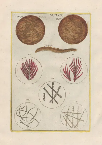 Rerum naturalium historia nempe quadrupedum Pl.34 by Filippo Buonanni, 1773-1782 — digital art print download
