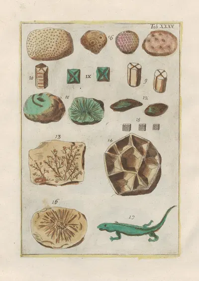 Rerum naturalium historia nempe quadrupedum Pl.35 by Filippo Buonanni, 1773-1782 — digital art print download