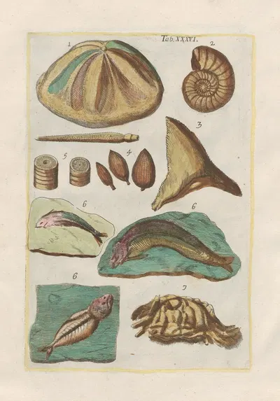 Rerum naturalium historia nempe quadrupedum Pl.36 by Filippo Buonanni, 1773-1782 — digital art print download