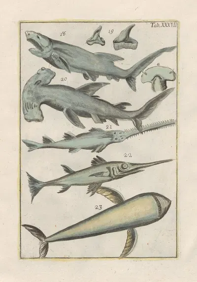 Rerum naturalium historia nempe quadrupedum Pl.37 by Filippo Buonanni, 1773-1782 — digital art print download