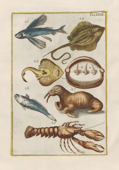 Rerum naturalium historia nempe quadrupedum Pl.39 by Filippo Buonanni, 1773-1782 — digital art print download
