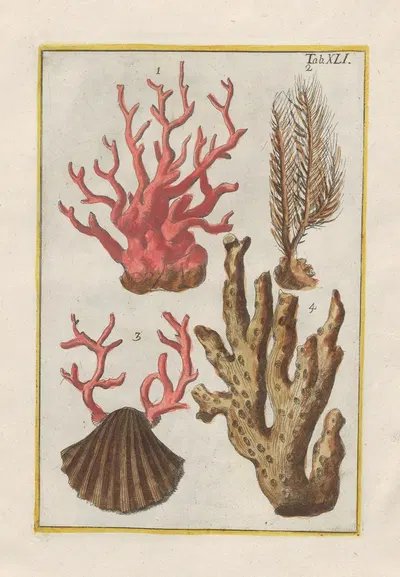 Rerum naturalium historia nempe quadrupedum Pl.41 by Filippo Buonanni, 1773-1782 — digital art print download