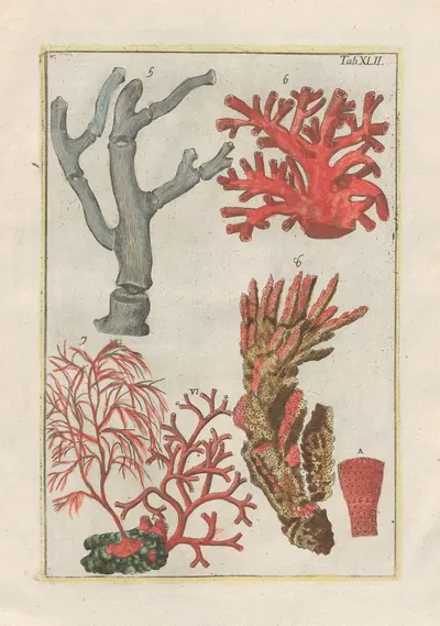 Rerum naturalium historia nempe quadrupedum Pl.42 by Filippo Buonanni, 1773-1782 — digital art print download