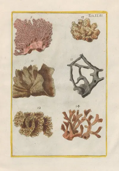 Rerum naturalium historia nempe quadrupedum Pl.43 by Filippo Buonanni, 1773-1782 — digital art print download