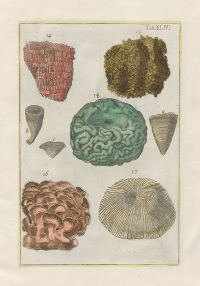 Rerum naturalium historia nempe quadrupedum Pl.44 by Filippo Buonanni, 1773-1782 — digital art print download