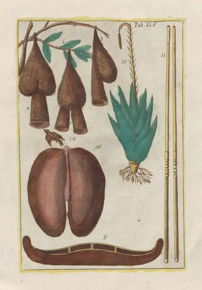 Rerum naturalium historia nempe quadrupedum Pl.45 by Filippo Buonanni, 1773-1782 — digital art print download