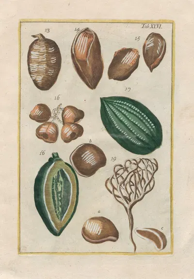 Rerum naturalium historia nempe quadrupedum Pl.46 by Filippo Buonanni, 1773-1782 — digital art print download