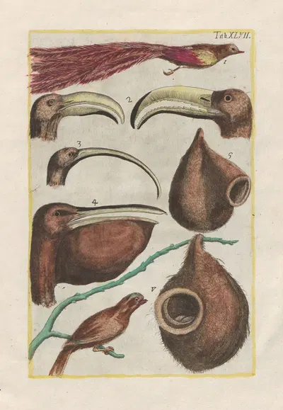 Rerum naturalium historia nempe quadrupedum Pl.47 by Filippo Buonanni, 1773-1782 — digital art print download