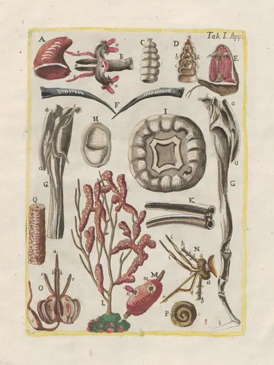 Rerum naturalium historia nempe quadrupedum Pl.48 by Filippo Buonanni, 1773-1782 — digital art print download