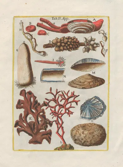 Rerum naturalium historia nempe quadrupedum Pl.49 by Filippo Buonanni, 1773-1782 — digital art print download