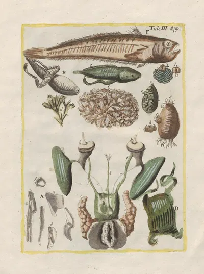 Rerum naturalium historia nempe quadrupedum Pl.50 by Filippo Buonanni, 1773-1782 — digital art print download