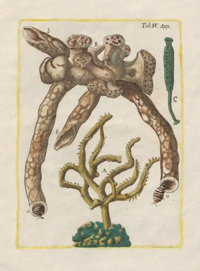 Rerum naturalium historia nempe quadrupedum Pl.51 by Filippo Buonanni, 1773-1782 — digital art print download