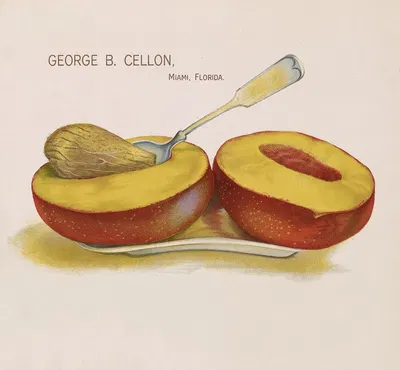 Mulgoba Mango by George B. Cellon, 1910 — digital art print download