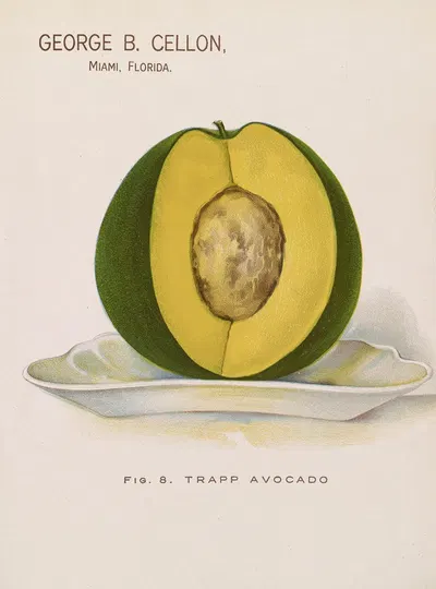 Trapp Avocado by George B. Cellon, 1910 — digital art print download