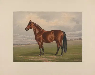 Harold by Henry Stull, 1881-1882 — digital art print download